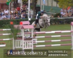 Springpferd Cocorito Z (Zangersheide Reitpferd, 2008, von Calvados)