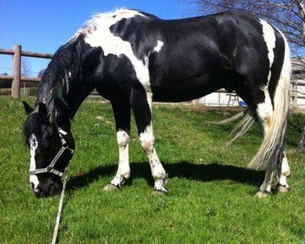 stallion Fastoche d'Oriane Z (Zangersheide riding horse, 2008, from Fétiche de Blagny)