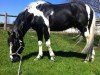 stallion Fastoche d'Oriane Z (Zangersheide riding horse, 2008, from Fétiche de Blagny)