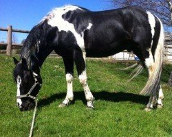 stallion Fastoche d'Oriane Z (Zangersheide riding horse, 2008, from Fétiche de Blagny)