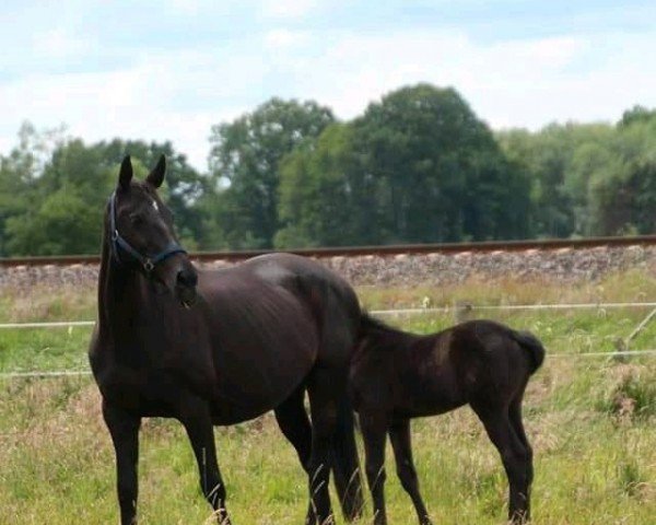 broodmare Lu-Lu (German Warmblood, 2005, from Lambourghini Diablo)