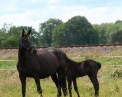 Zuchtstute Lu-Lu (Deutsches Reitpferd, 2005, von Lambourghini Diablo)