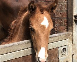 foal by Finja Bella W (Westphalian, 2024, from Fürst Samarant)