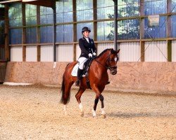 dressage horse Dempsy Sackie (Welsh, 2016, from Dempsy Svennie Boy)