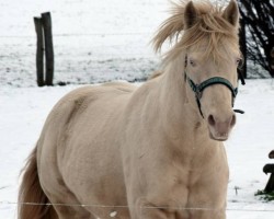 stallion Jac Skipper DOC KR (Quarter Horse, 2012, from Latte Macchiato)