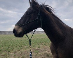 horse Gypsy (Quarter Horse, 2010, from Latte Macchiato)