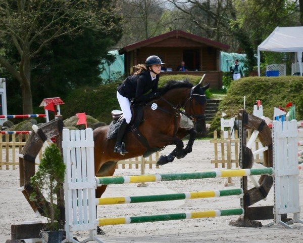 jumper Donovan Luke (Irish Sport Horse, 2011, from Jackson's Drift)