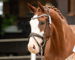 dressage horse Royal Spezial (Oldenburg, 2018, from Total Spezial)