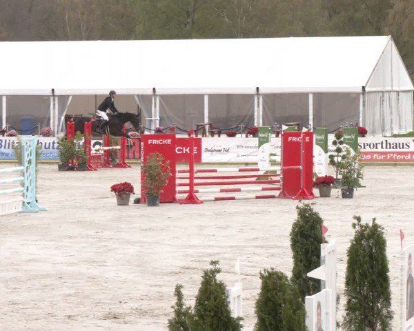 Reitturnier Westergellersen 2024