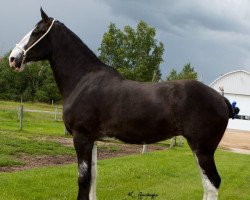 Zuchtstute Willow Way Oriel (Clydesdale, 2014, von Deighton Zoom)