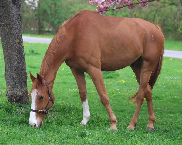 jumper Big Star (Irish Sport Horse, 2011)