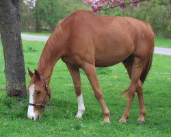 Springpferd Big Star (Irish Sport Horse, 2011)