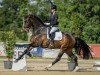 dressage horse Netflix Vhs (KWPN (Royal Dutch Sporthorse), 2018, from Hennessy)