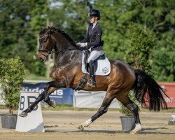 dressage horse Netflix Vhs (KWPN (Royal Dutch Sporthorse), 2018, from Hennessy)