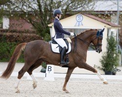 dressage horse Firedancer F (Westphalian, 2014, from Fiderbach OLD)