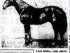 stallion Atout Maitre xx (Thoroughbred, 1936, from Vatout xx)