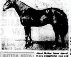 stallion Atout Maitre xx (Thoroughbred, 1936, from Vatout xx)