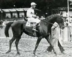 broodmare Nikellora xx (Thoroughbred, 1942, from Vatellor xx)