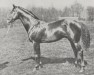 stallion Prince Chimay xx (Thoroughbred, 1915, from Chaucer xx)