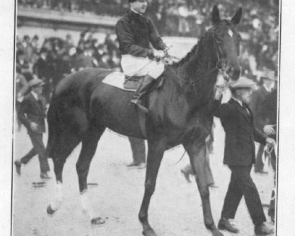 stallion Palais Royal xx (Thoroughbred, 1925, from Bruleur xx)