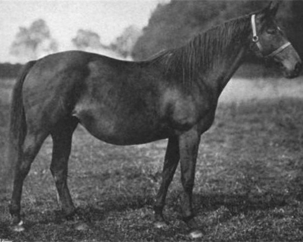 broodmare Orlet xx (Thoroughbred, 1891, from Bend Or xx)