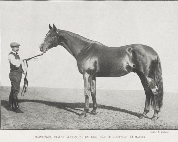 stallion Maintenon xx (Thoroughbred, 1903, from Le Sagittaire xx)