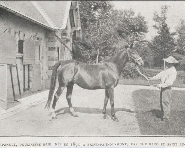 broodmare Campanule xx (Thoroughbred, 1891, from The Bard xx)