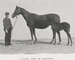 broodmare Marcia xx (Thoroughbred, 1887, from Marden xx)