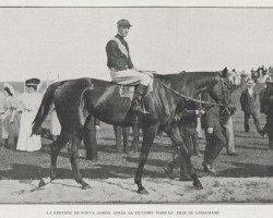 broodmare Punta Gorda xx (Thoroughbred, 1902, from Le Capricorne xx)