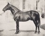 stallion Bruce xx (Thoroughbred, 1879, from See Saw xx)