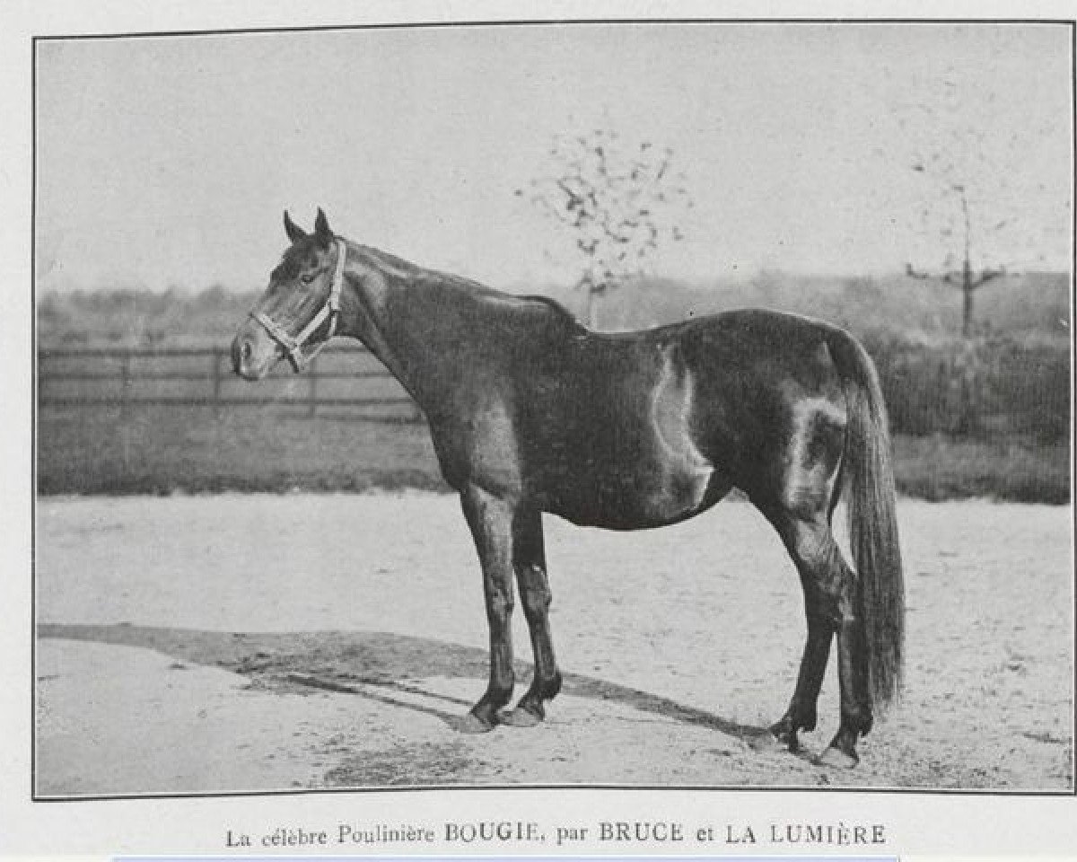 broodmare Bougie xx (Thoroughbred, 1887, from Bruce xx)