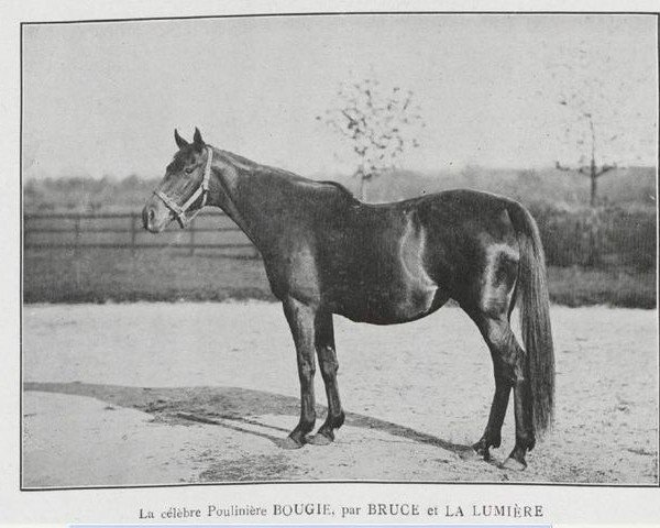 broodmare Bougie xx (Thoroughbred, 1887, from Bruce xx)