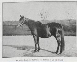 broodmare Bougie xx (Thoroughbred, 1887, from Bruce xx)