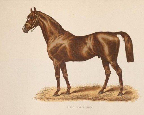 stallion Vertugadin xx (Thoroughbred, 1862, from Fitz Gladiator xx)