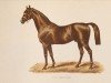 stallion Vertugadin xx (Thoroughbred, 1862, from Fitz Gladiator xx)