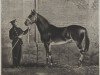stallion Fitz Gladiator xx (Thoroughbred, 1850, from Gladiator xx)