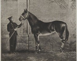 stallion Fitz Gladiator xx (Thoroughbred, 1850, from Gladiator xx)