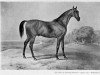 stallion Moses xx (Thoroughbred, 1819, from Seymour xx)