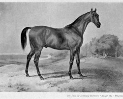 stallion Moses xx (Thoroughbred, 1819, from Seymour xx)