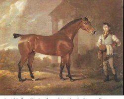 stallion Woodpecker xx (Thoroughbred, 1773, from Herod xx)