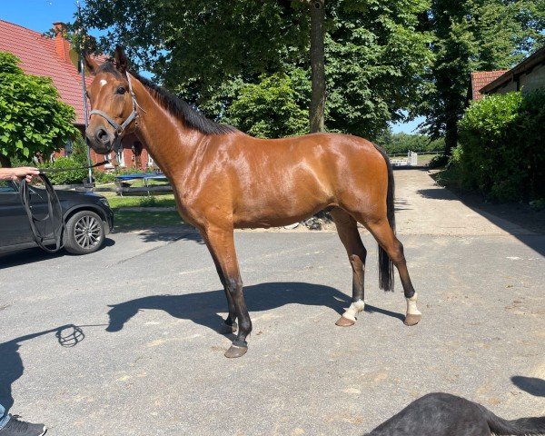 dressage horse Seppl (Westphalian, 2019, from Sir Donnerhall I)
