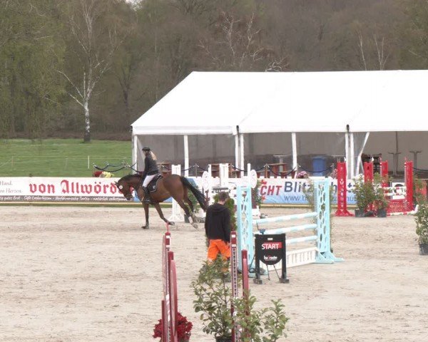 Reitturnier Westergellersen 2024