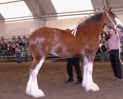 horse Willow Way Pema (Clydesdale, 2015, from Willow Way Kelso)