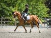 dressage horse Peppi de La Corte (Mecklenburg, 2006, from Pinatubo)