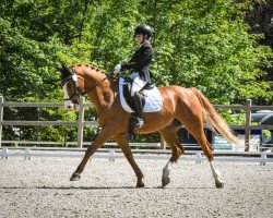 dressage horse Peppi de La Corte (Mecklenburg, 2006, from Pinatubo)