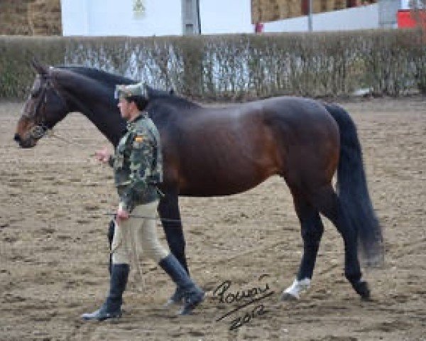 Deckhengst Ordago (Spanisches Sportpferd, 1994, von Mandrin de Balme)