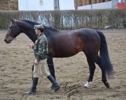 stallion Ordago (Spanish Sport Horse, 1994, from Mandrin de Balme)