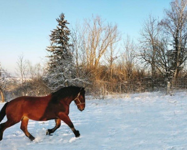 dressage horse Manni (South German draft horse, 2016, from Ganimedes)