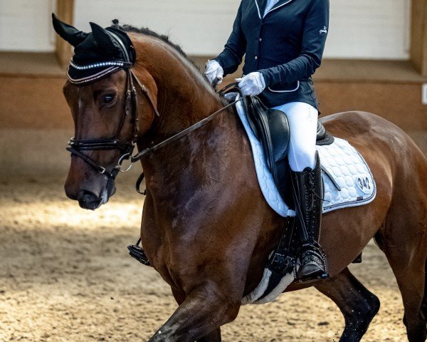 dressage horse Diamond 140 (Hanoverian, 2015, from De Niro)