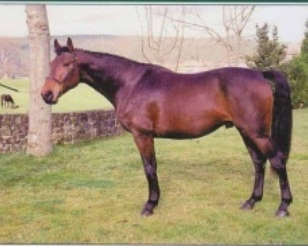 Deckhengst Suspiro (Spanisches Sportpferd, 1997, von Olisco)